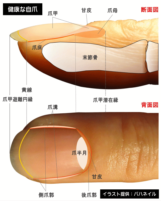 健康な自爪